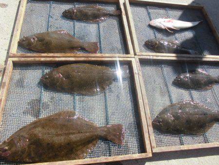 大進丸（愛知） 釣果