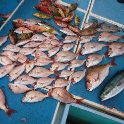 十八宝洋丸 釣果