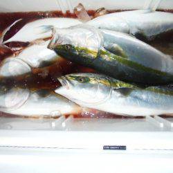 初栄丸 釣果