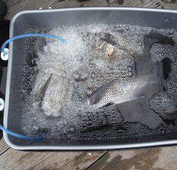 バラモン1号 釣果