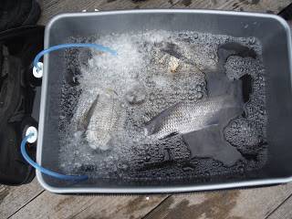 バラモン1号 釣果