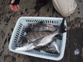 バラモン1号 釣果