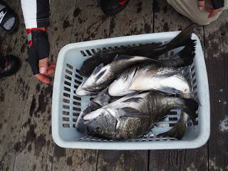 バラモン1号 釣果