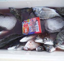 バラモン1号 釣果