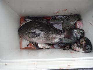 バラモン1号 釣果