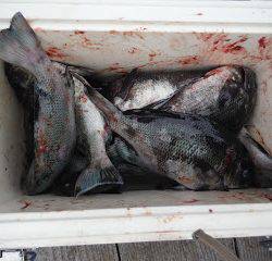 バラモン1号 釣果