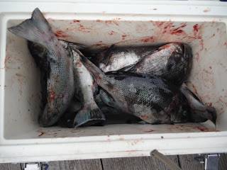 バラモン1号 釣果