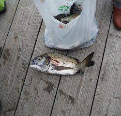 バラモン1号 釣果