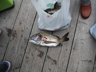 バラモン1号 釣果