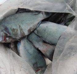 バラモン1号 釣果