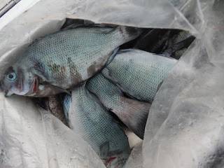 バラモン1号 釣果