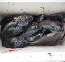 バラモン1号 釣果