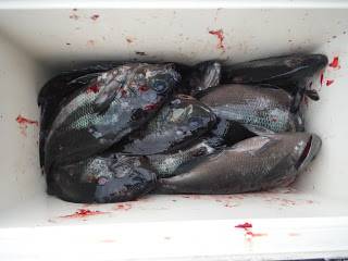 バラモン1号 釣果