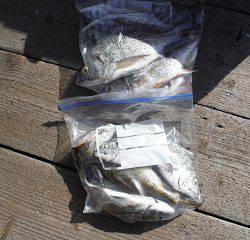 バラモン1号 釣果