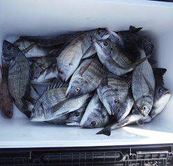 バラモン1号 釣果