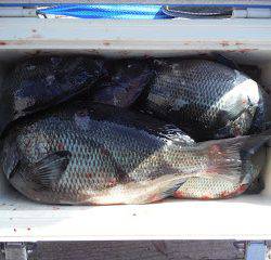 バラモン1号 釣果