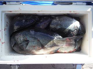 バラモン1号 釣果