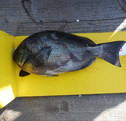 バラモン1号 釣果