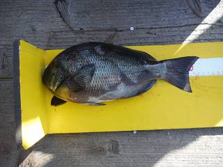 バラモン1号 釣果