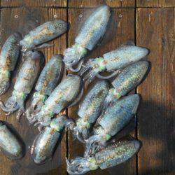 こかわ渡船　雅丸 釣果