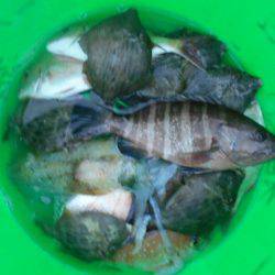 こかわ渡船 雅丸 釣果