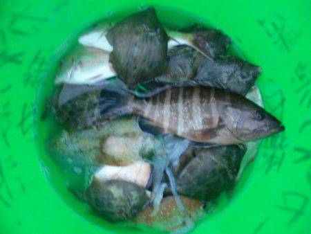 こかわ渡船　雅丸 釣果