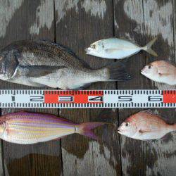 こかわ渡船　雅丸 釣果