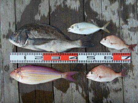 こかわ渡船　雅丸 釣果