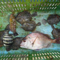 こかわ渡船　雅丸 釣果