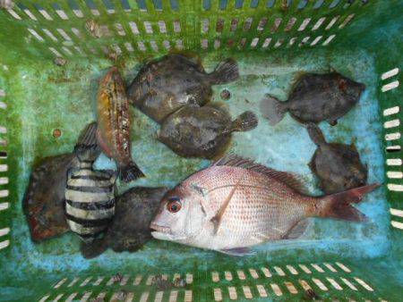 こかわ渡船　雅丸 釣果