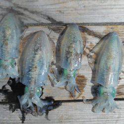 こかわ渡船　雅丸 釣果