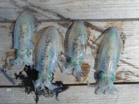 こかわ渡船　雅丸 釣果