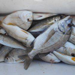 こかわ渡船　雅丸 釣果