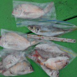 こかわ渡船　雅丸 釣果