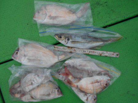 こかわ渡船　雅丸 釣果