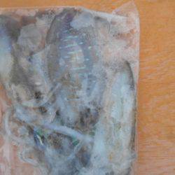 こかわ渡船　雅丸 釣果