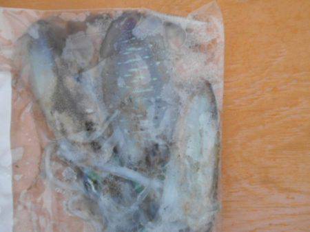 こかわ渡船　雅丸 釣果