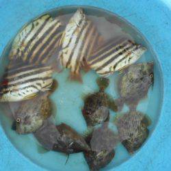 こかわ渡船　雅丸 釣果