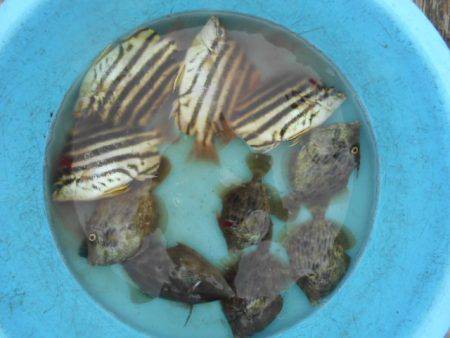 こかわ渡船　雅丸 釣果