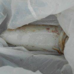 こかわ渡船　雅丸 釣果