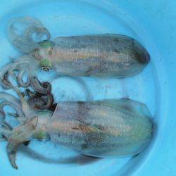 こかわ渡船　雅丸 釣果