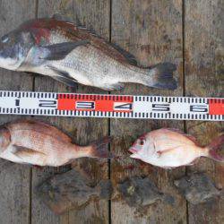 こかわ渡船　雅丸 釣果