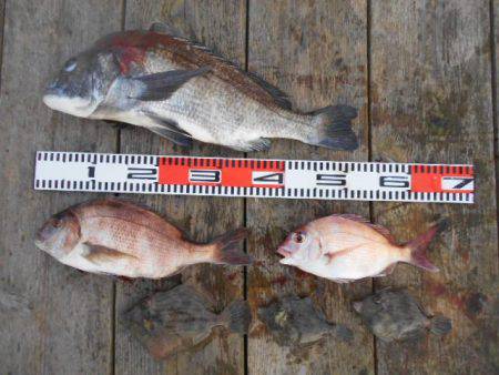 こかわ渡船　雅丸 釣果