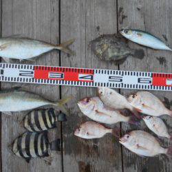 こかわ渡船　雅丸 釣果