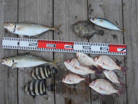 こかわ渡船　雅丸 釣果