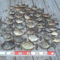 こかわ渡船　雅丸 釣果