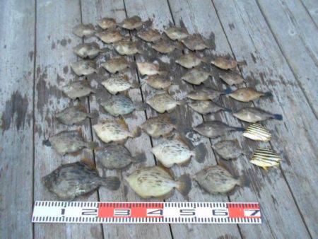 こかわ渡船　雅丸 釣果