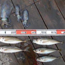 こかわ渡船　雅丸 釣果