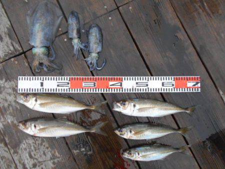 こかわ渡船　雅丸 釣果