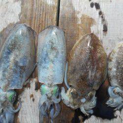 こかわ渡船　雅丸 釣果